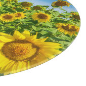 Zonnebloemenveld, zonnige zomerdag. snijplank (Hoek)