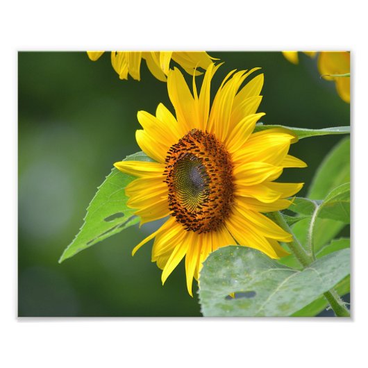 Zonnebloemfotoafdrukken Foto Afdruk (Voorkant)