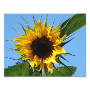 ZonnebloemfotoPrints - Kodak Professional Paper Foto Afdruk
