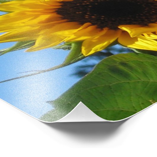 ZonnebloemfotoPrints - Kodak Professional Paper Foto Afdruk (Hoek)