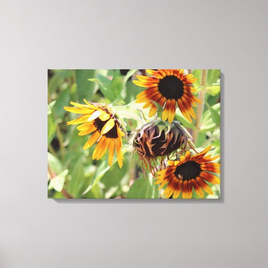 Zonnebloemgestrekte Canvas Afdrukken (Voorkant)