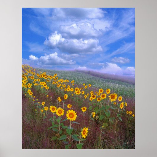 Zonnebloemheuvel, poster (Voorkant)