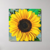 Zonnebloemhoogte Canvas Afdruk (Voorkant)