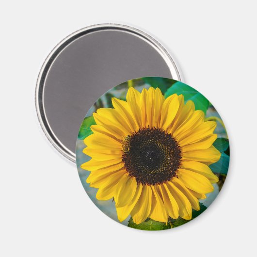 Zonnebloemhoogte Magneet (Voorkant / Achterkant)