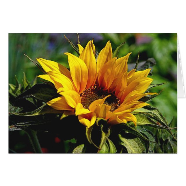 ZonnebloemKAART (Voorkant Horizontaal)