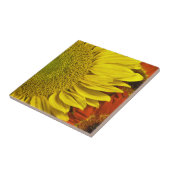 Zonnebloemkeramische tegel tegeltje (Zijkant)