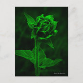 "Zonnebloemknop"  Briefkaart (Voorkant)