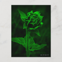 "Zonnebloemknop"  Briefkaart