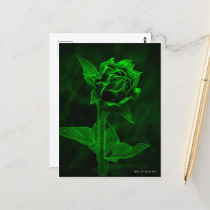 "Zonnebloemknop"  Briefkaart