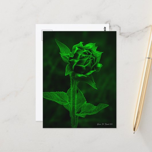 "Zonnebloemknop"  Briefkaart (Voorkant / Achterkant in situ)