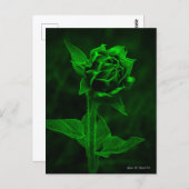 "Zonnebloemknop"  Briefkaart (Voorkant / Achterkant)