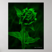 "Zonnebloemknop"  Poster (Voorkant)