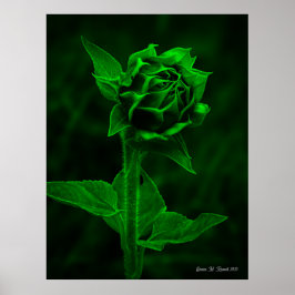 "Zonnebloemknop" Poster