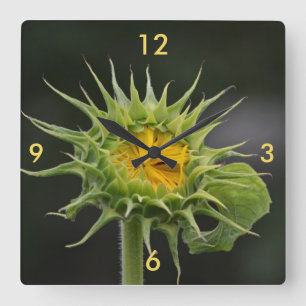 Zonnebloemkool Bud Wall klok