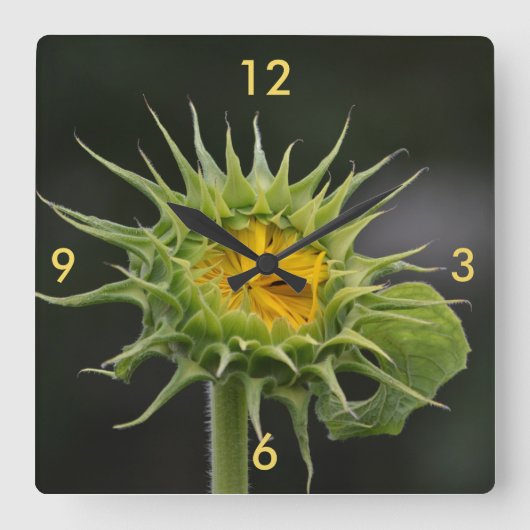 Zonnebloemkool Bud Wall klok (Voorkant)
