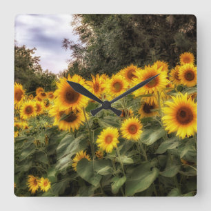 Zonnebloemkurk Foto Acrylwand Vierkante Klok