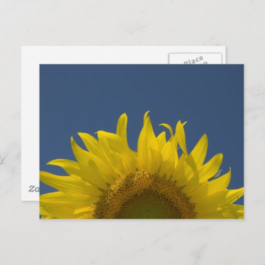 Zonnebloemkweek Briefkaart (Voorkant / Achterkant)