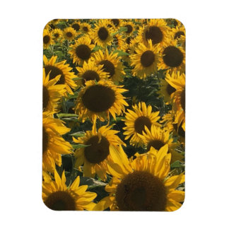 zonnebloemmagneet magneet