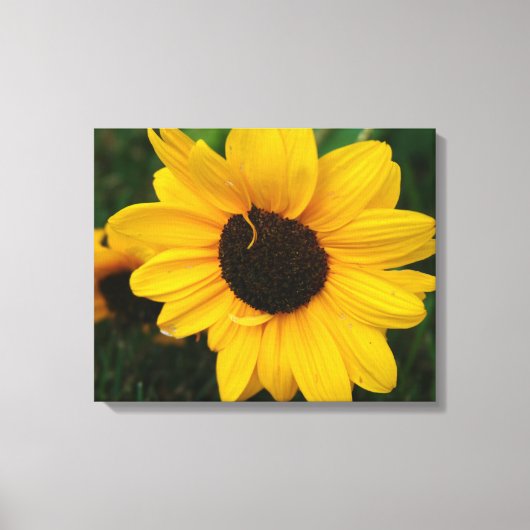 Zonnebloempdoek Canvas Afdruk (Voorkant)
