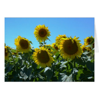 Zonnebloempest — Kaart