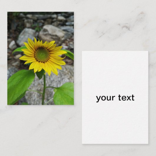 zonnebloempitekaart informatiekaartje (Voorkant / Achterkant)
