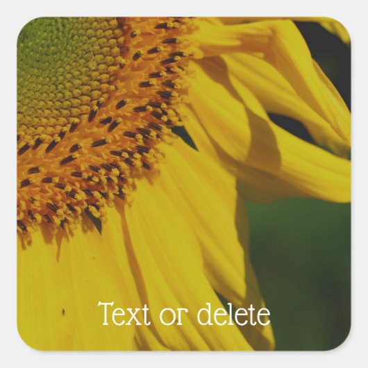 Zonnebloempitten - Bloem - Aangepast Vierkante Sticker (Voorkant)