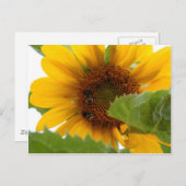 Zonnebloempitten Briefkaart (Voorkant / Achterkant)