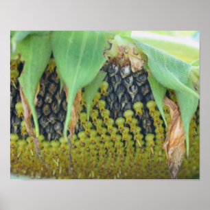 Zonnebloempitten dicht bij de ventilator poster