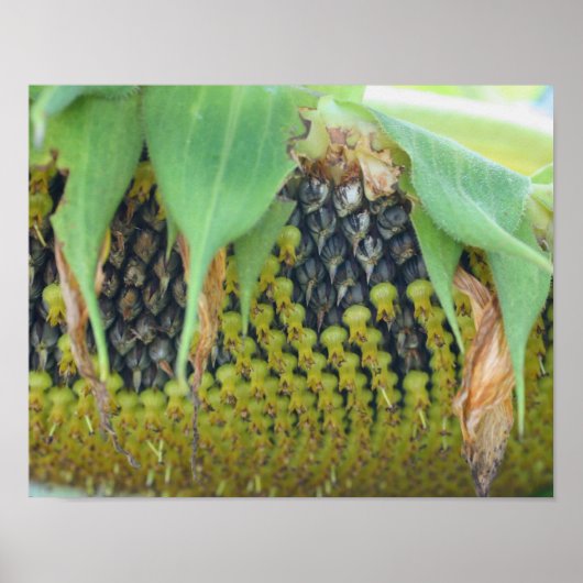 Zonnebloempitten dicht bij de ventilator poster (Voorkant)