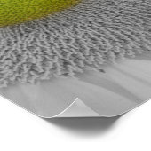 Zonnebloempitten Gedeeltelijke kleur Poster (Hoek)