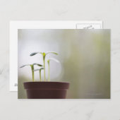 Zonnebloempitten in plant 2 briefkaart (Voorkant / Achterkant)