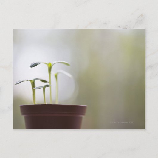 Zonnebloempitten in plant 2 briefkaart (Voorkant)