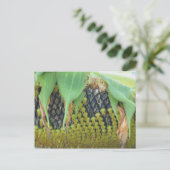 Zonnebloempitten op de bloem-Natuur Briefkaart (Staand voorkant)