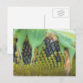Zonnebloempitten op de bloem-Natuur Briefkaart (Voorkant / Achterkant)