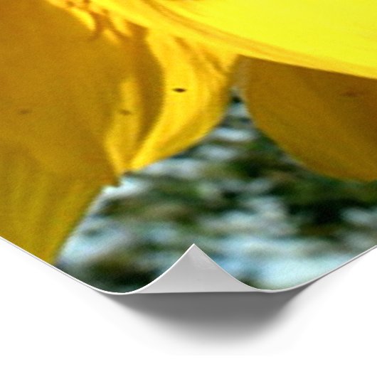 Zonnebloempitten op tdgalerij poster (Hoek)