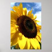 Zonnebloempitten op tdgalerij poster (Voorkant)