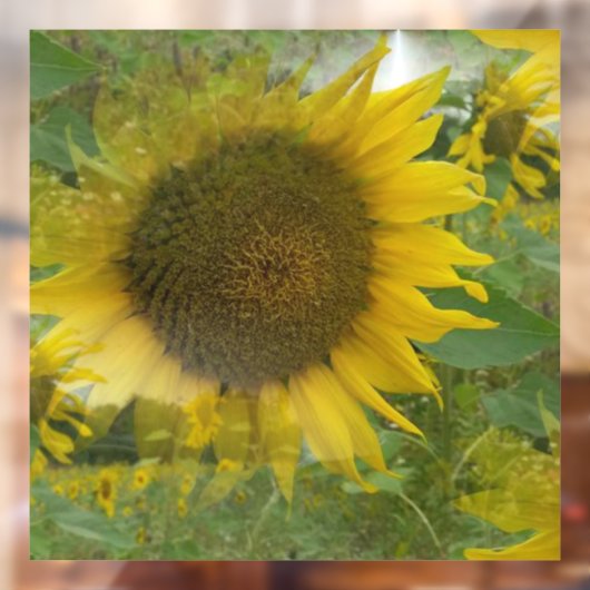 Zonnebloempitten Raamsticker (Vel 2)