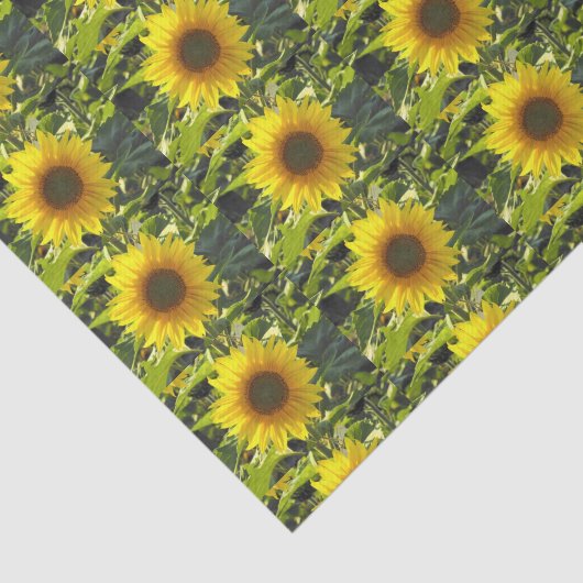 Zonnebloempitten Tissuepapier (Detail)