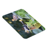 Zonnebloempitten van goudsappel magneet (Rechterzijde)