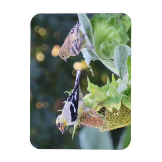 Zonnebloempitten van goudsappel magneet (Verticaal)