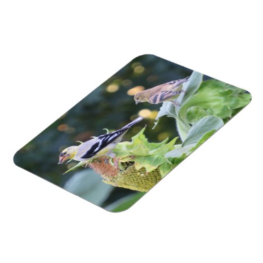 Zonnebloempitten van goudsappel magneet (Linkerzijde)