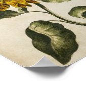 zonnebloempitten voor flessen poster (Hoek)