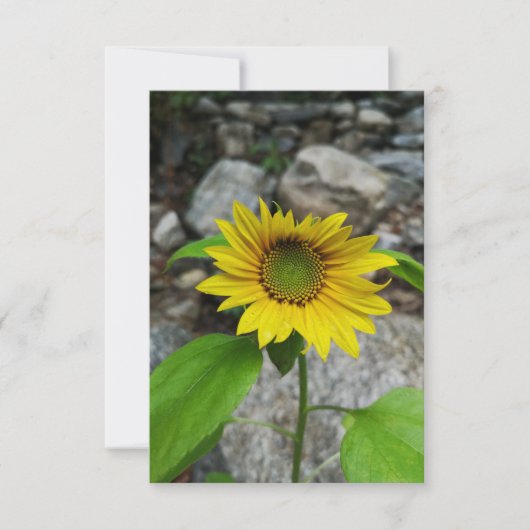 zonnebloempitten wenskaart kaart (Voorkant)