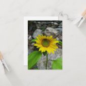 zonnebloempitten wenskaart kaart (Voorkant / Achterkant in situ)