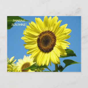 Zonnebloempitten Zonnebloempitten Zonnebloemen Zon Briefkaart