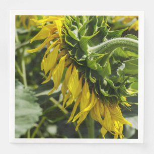 Zonnebloemprofiel Servet