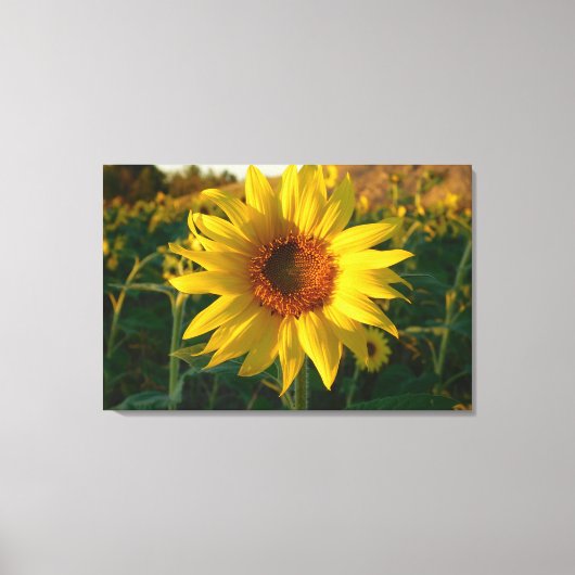 Zonnebloemreeks — Afdruk van schilderCanvas Canvas Afdruk (Voorkant)