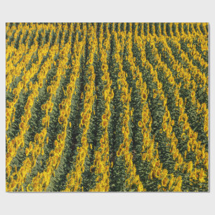 Zonnebloemrijen Cadeaupapier