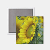Zonnebloemserie Magneet (Voorkant / Achterkant)