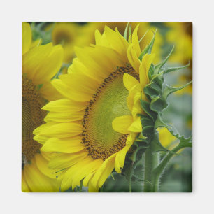 Zonnebloemserie Magneet